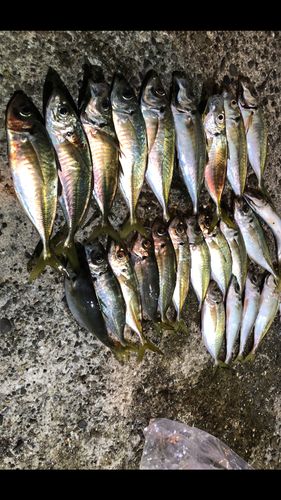 アジの釣果