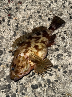 カサゴの釣果