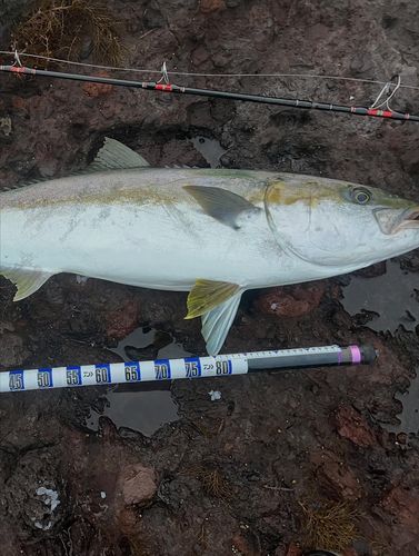 ヒラマサの釣果