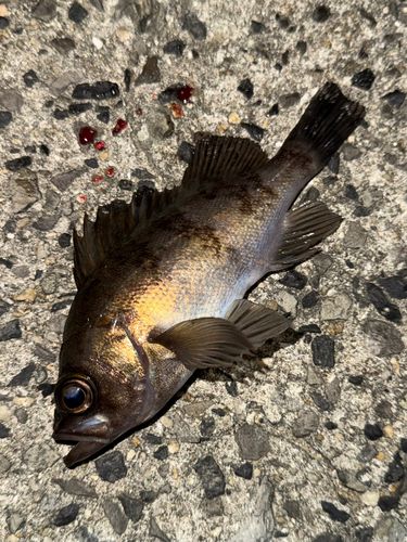 メバルの釣果
