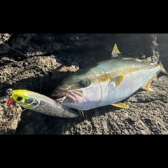 ヒラマサの釣果