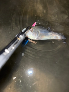 セイゴ（マルスズキ）の釣果