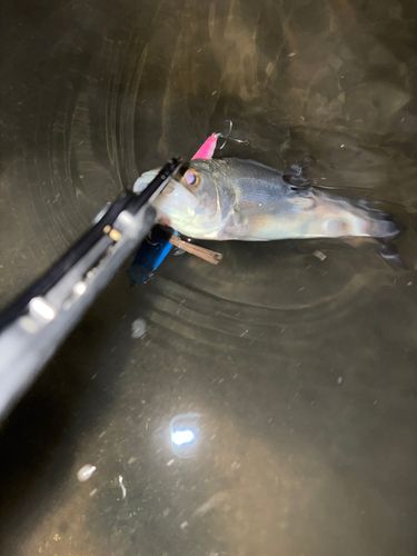 セイゴ（マルスズキ）の釣果