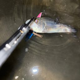 セイゴ（マルスズキ）