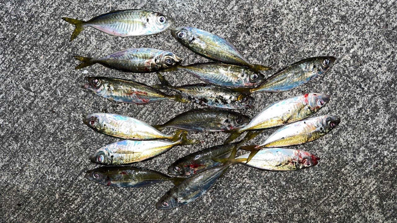 MajorCraft 鯵道 5G AD5-S502L/AJIの最安値・インプレ・釣果 | 本音の