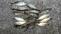 マアジの釣果