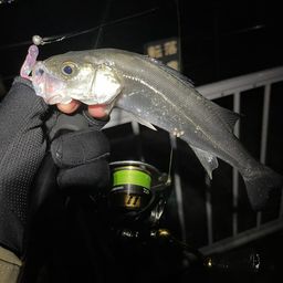 セイゴ（マルスズキ）