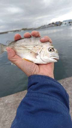 ヘダイの釣果