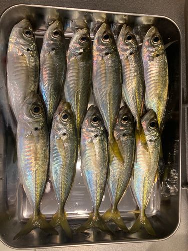 アジの釣果
