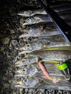 タチウオの釣果