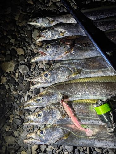 タチウオの釣果