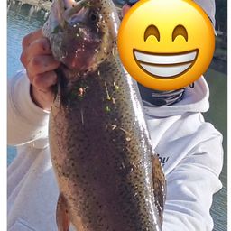 トラウトサーモン