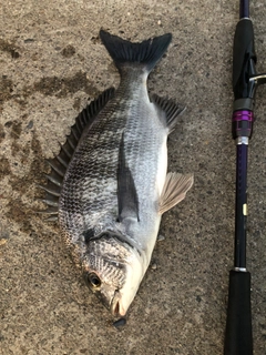 クロダイの釣果