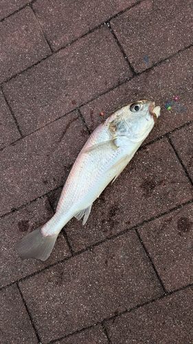 豊洲ぐるり公園