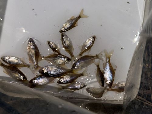 タイリクバラタナゴの釣果