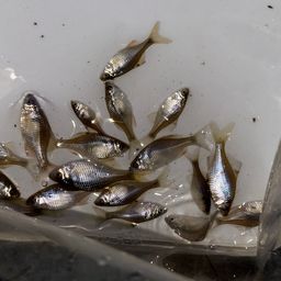 タイリクバラタナゴ