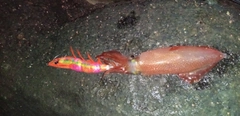 ケンサキイカの釣果