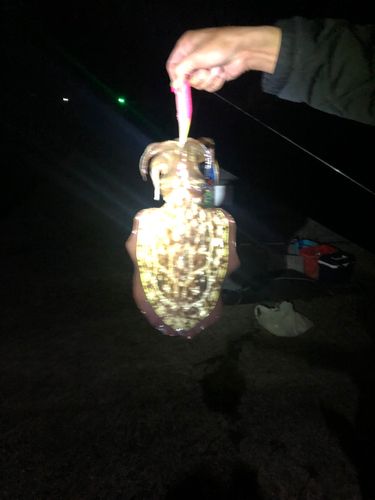 コウイカの釣果
