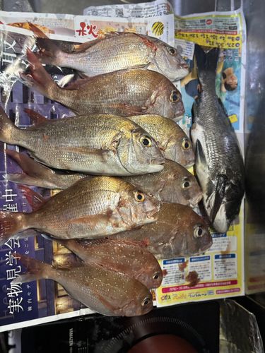 タイの釣果