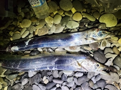 テンジクタチの釣果