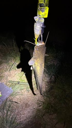 マナマズの釣果