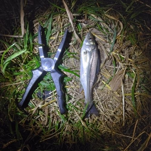 セイゴ（ヒラスズキ）の釣果