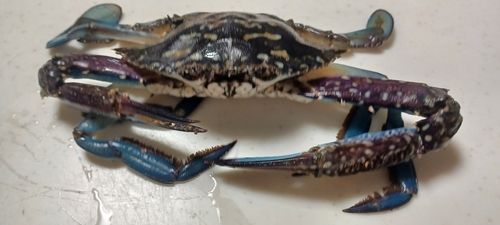 タイワンガザミの釣果