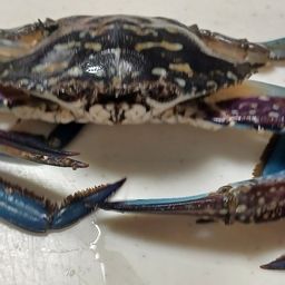 タイワンガザミ