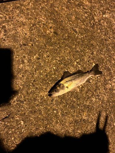 セイゴ（ヒラスズキ）の釣果