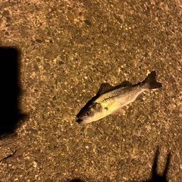 セイゴ（ヒラスズキ）