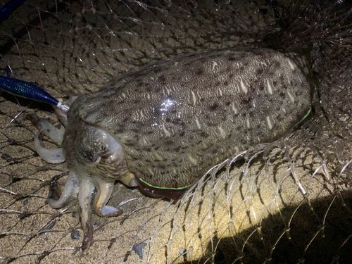 モンゴウイカの釣果