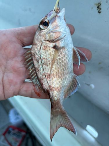 チャリコの釣果