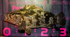 タケノコメバルの釣果