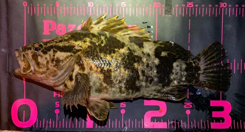 タケノコメバルの釣果