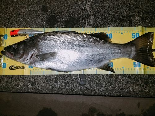 ヒラスズキの釣果