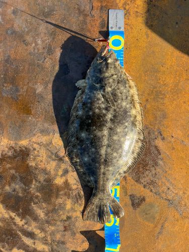 ヒラメの釣果