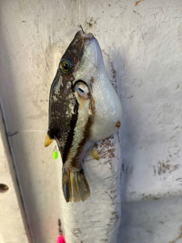 キタマクラの釣果