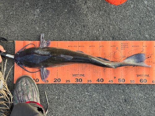 アメリカナマズの釣果