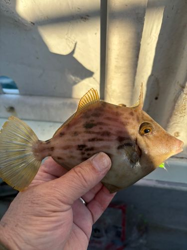 カワハギの釣果