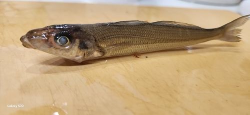 シロギスの釣果