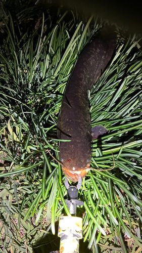 マナマズの釣果