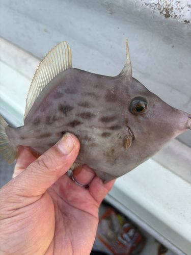 カワハギの釣果