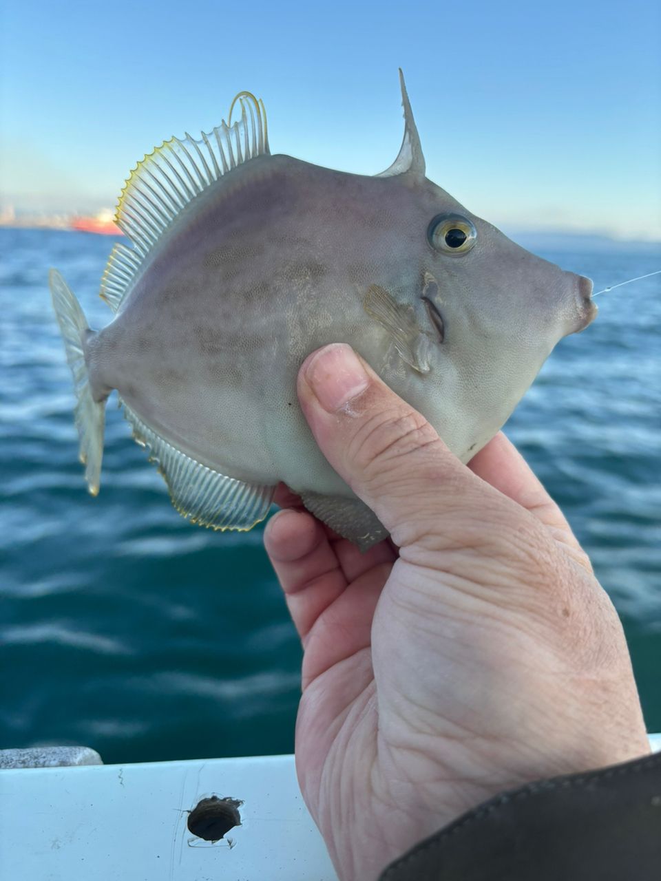 くわちゃんさんの釣果 2枚目の画像