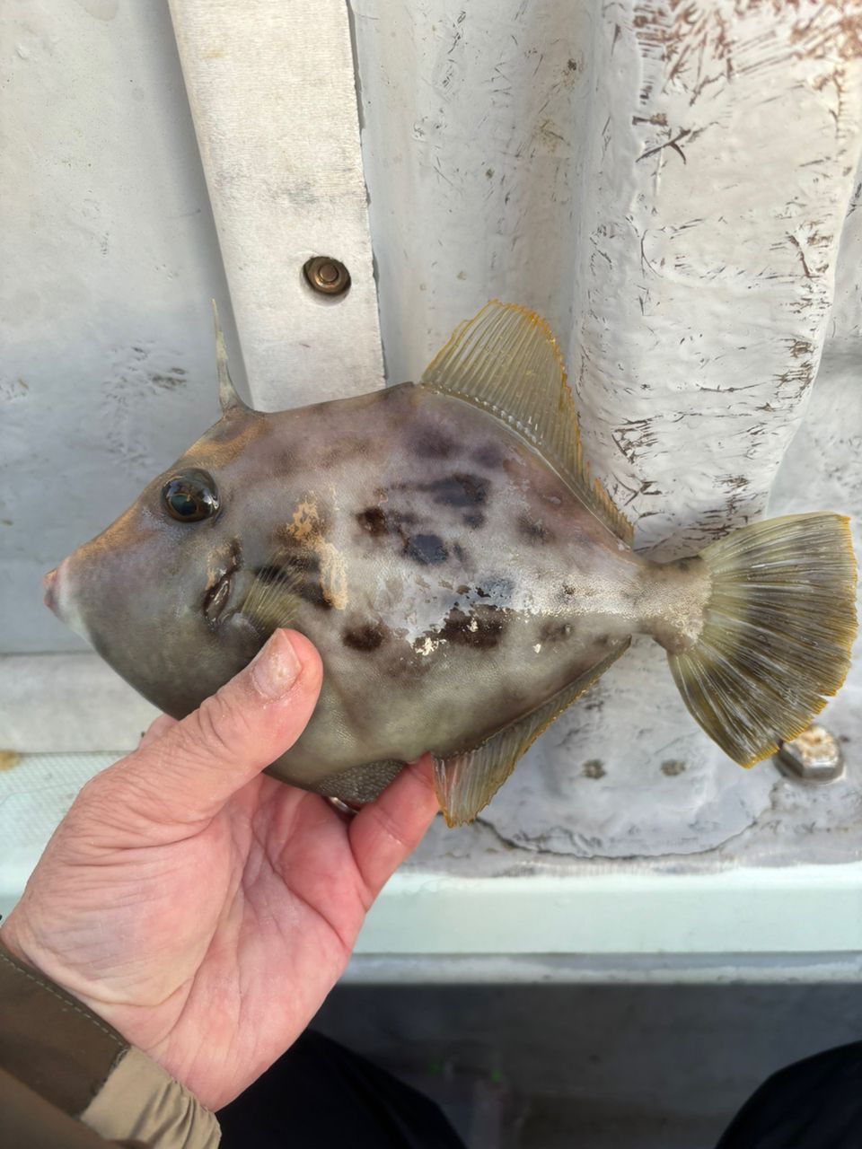 くわちゃんさんの釣果 3枚目の画像