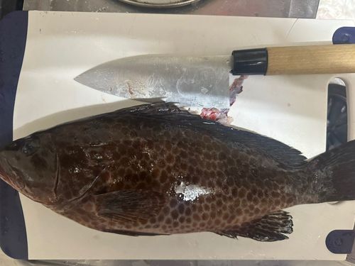 オオモンハタの釣果