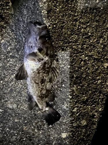 クロソイの釣果