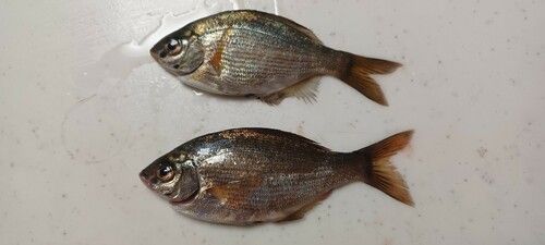 ウミタナゴの釣果