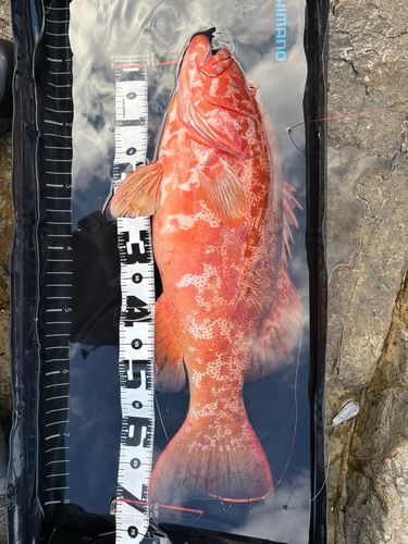 スジアラの釣果