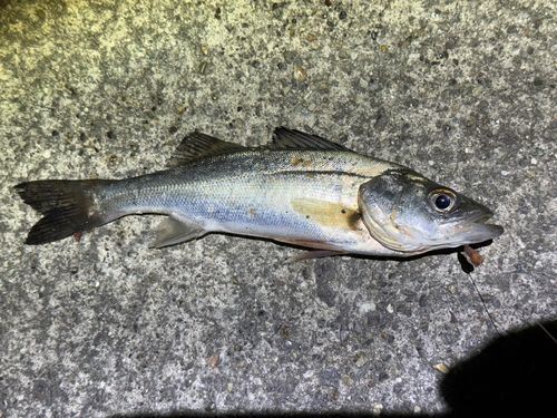 セイゴ（ヒラスズキ）の釣果