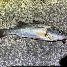 セイゴ（ヒラスズキ）